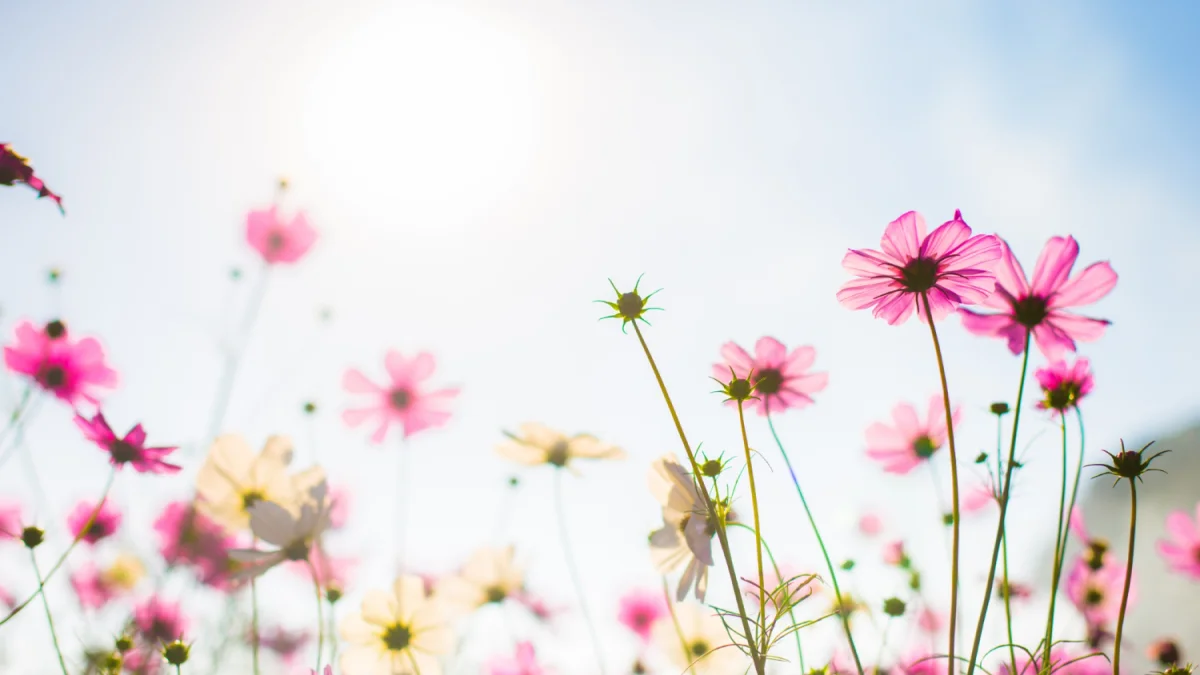 Spring flowers